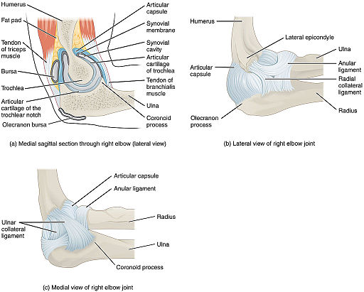 elbow-joint-elbow-pain